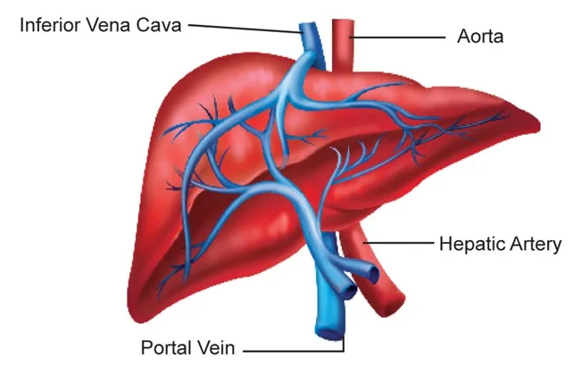 portal veins