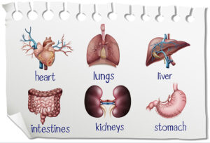 human organs